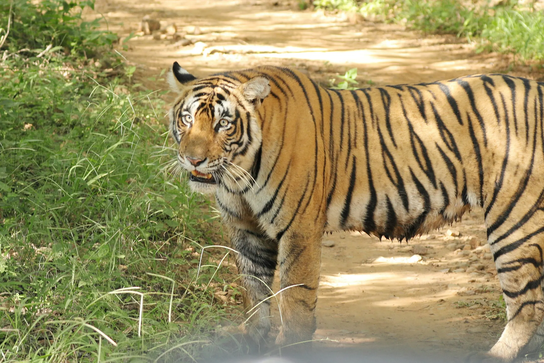Ranthambore