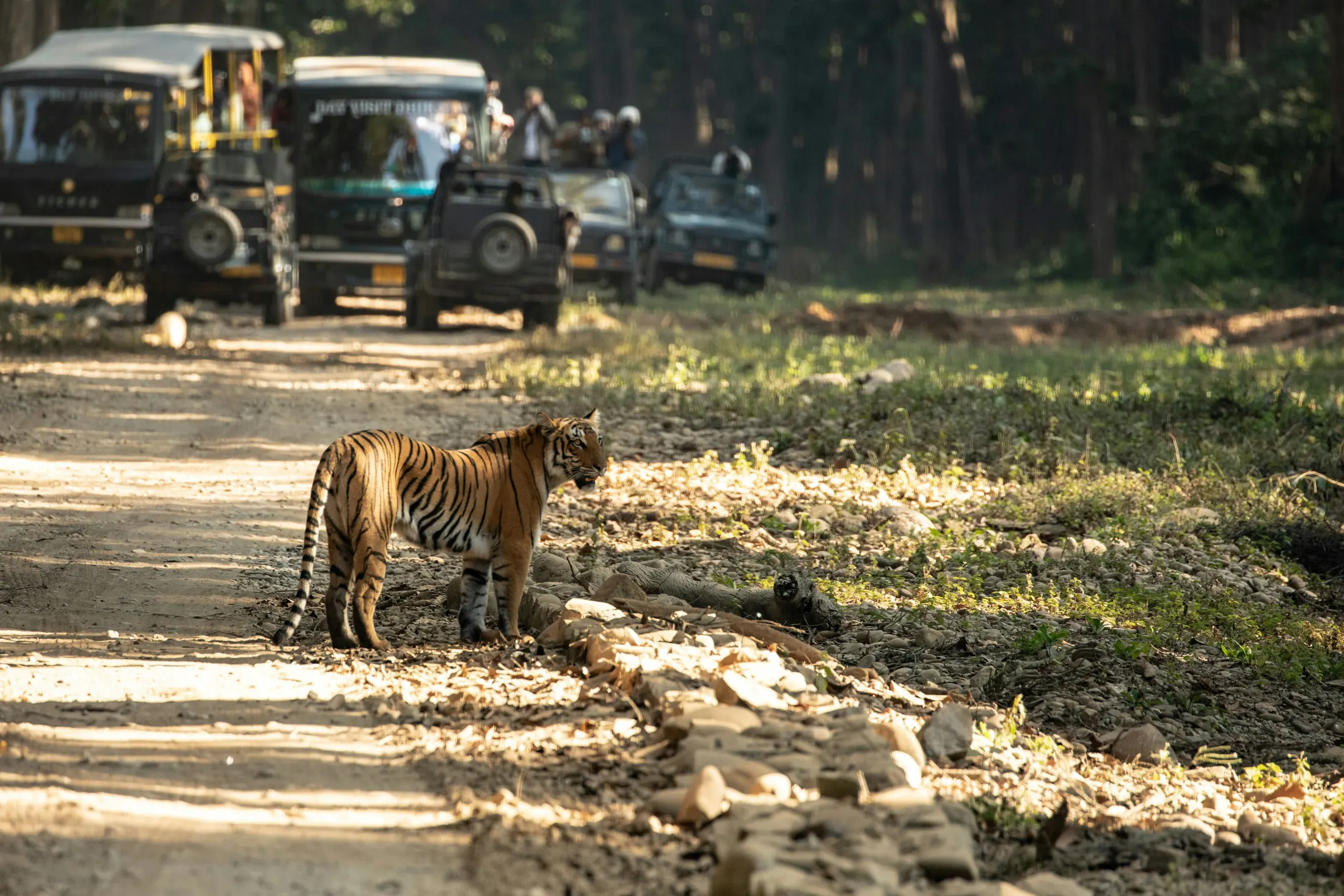 Jaipur and Ranthambhore Tour (3N/4D)